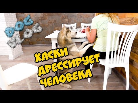 DOGVLOG: ХАСКИ ДРЕССИРУЕТ ЧЕЛОВЕКА! Говорящая собака