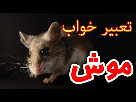 تعبیر خواب موش تعبیر دیدن موش در خواب تعبیر خواب
