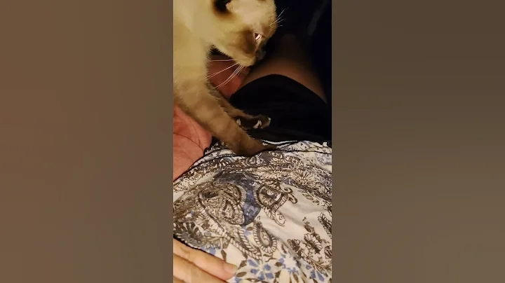 Video 11433331: siamese kitten catlover, siamese cats catlover, kitten massage