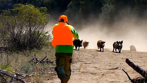 Hunting Wild Boar -Season :2025 ||MOROCCO- KHEMISSET -PART 3