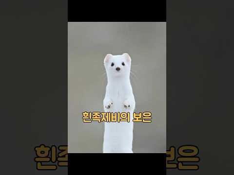 귀엽고 작은 "방문객"이 자주 남자의 집에 찾아와 먹을 것을 구걸한다. #동물 thumbnail