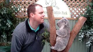 Koala Soft Australia screenshot 2