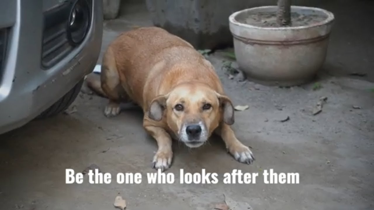 winter and street dogs | the pet point inviting you to be a part of this amazing Initiative 