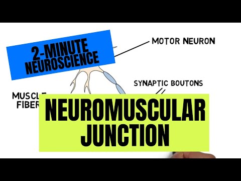 2-मिनिट न्यूरोसायन्स: न्यूरोमस्क्युलर जंक्शन