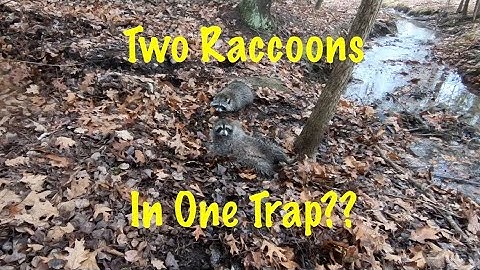 Predator Trapping In PA 2025-26 Ep. 7 #bobcattrapping #coyotetrapping #foxtrapping #raccoontrapping