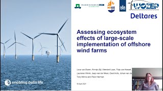 Assessing ecosystem effects large scale offshore wind