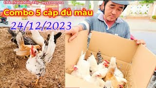 Đi Giao Combo 5 Cặp Gà Kiểng Mini Đủ Màu Cho Khách Đẹp Trai Ở Trà Vinh Ngày 24122023