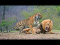 Big Battle Lion vs Tiger - The Lion Survive The Tiger Attack?