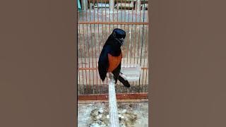 ekor pendek Joss gandos