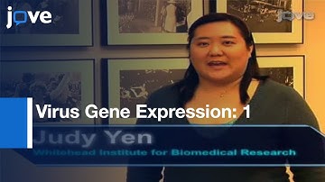 Vaccinia Virus Infection & Temporal Analysis: Virus Gene Expression: Part 1 l Protocol Preview