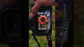 Sunflower with  18-55mm Eos 200Dii#youtubeshorts #videography #shorts