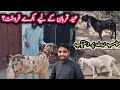 Qurbani ke Eid ka liya Bakra |Daily routine vlog|Dadyal ajk|Israr ahmed official