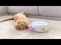 Automatic cat toys vs. laid-back short-legged munchkin