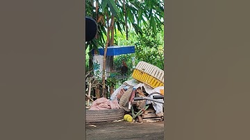 trống tơ🐓 #gàrừngtaitrắng #thứcgàrừng86 #gàrừngrặc