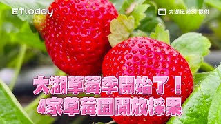 大湖草莓季開跑了！4家草莓園本週開放採果　12月進入盛產期｜ETtoday旅遊雲