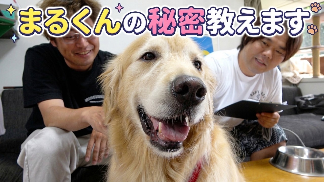 ゴールデンレトリバーのまるくんが大好きな〇〇を教えます！