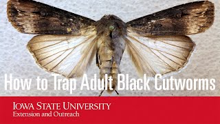 How to Trap Adult Black Cutworms