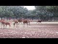 Reserva de ciervos en el Monte el Viejo (Palencia)Berrea 2020