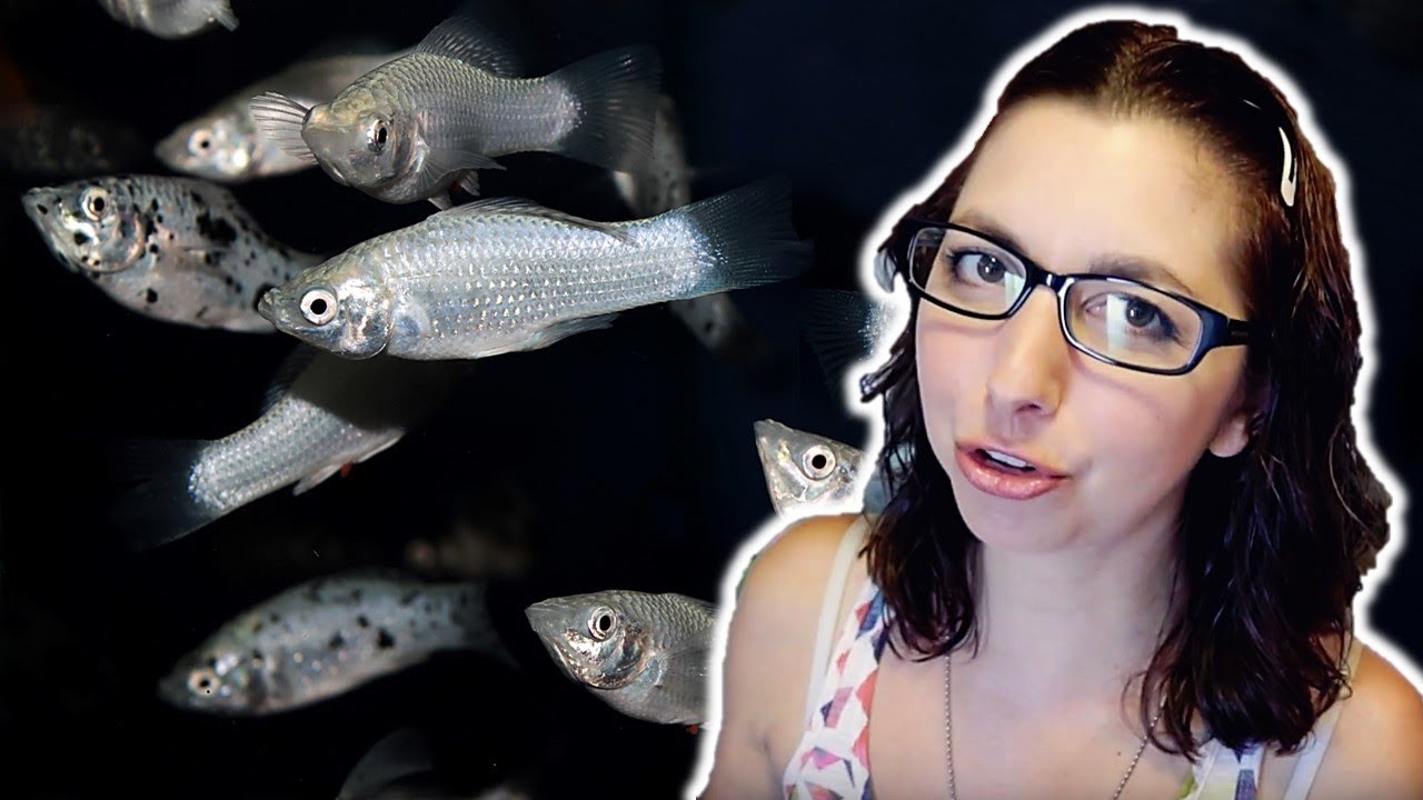 Molly Fish Beginner Care Guide Molly Fish Beginner Care Guide