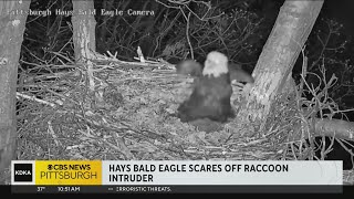 Hays bald eagle scares off raccoon intruder