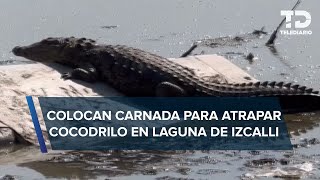 Realizan operativo para capturar a cocodrilo de laguna de Cuautitlán Izcalli