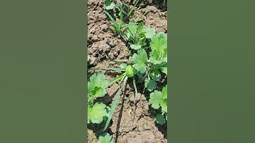 Cúc giống mô tết 2026 trồng chậu trồng đất p2