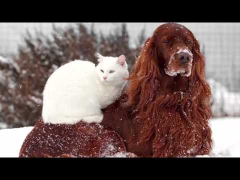Video: Padėkite išlaikyti naminius gyvūnus šiais žiemos laikais su šiais paprastais patarimais