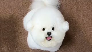 Cute Puppy Sound