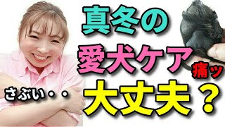 【犬 お手入れ・ケア】冬の時期乾燥！ひび割れ！愛犬のお手入れはここをチェックして！ 新遠藤エマチャンネル【犬のしつけ＠横浜】