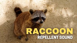 Raccon Repellent Sound
