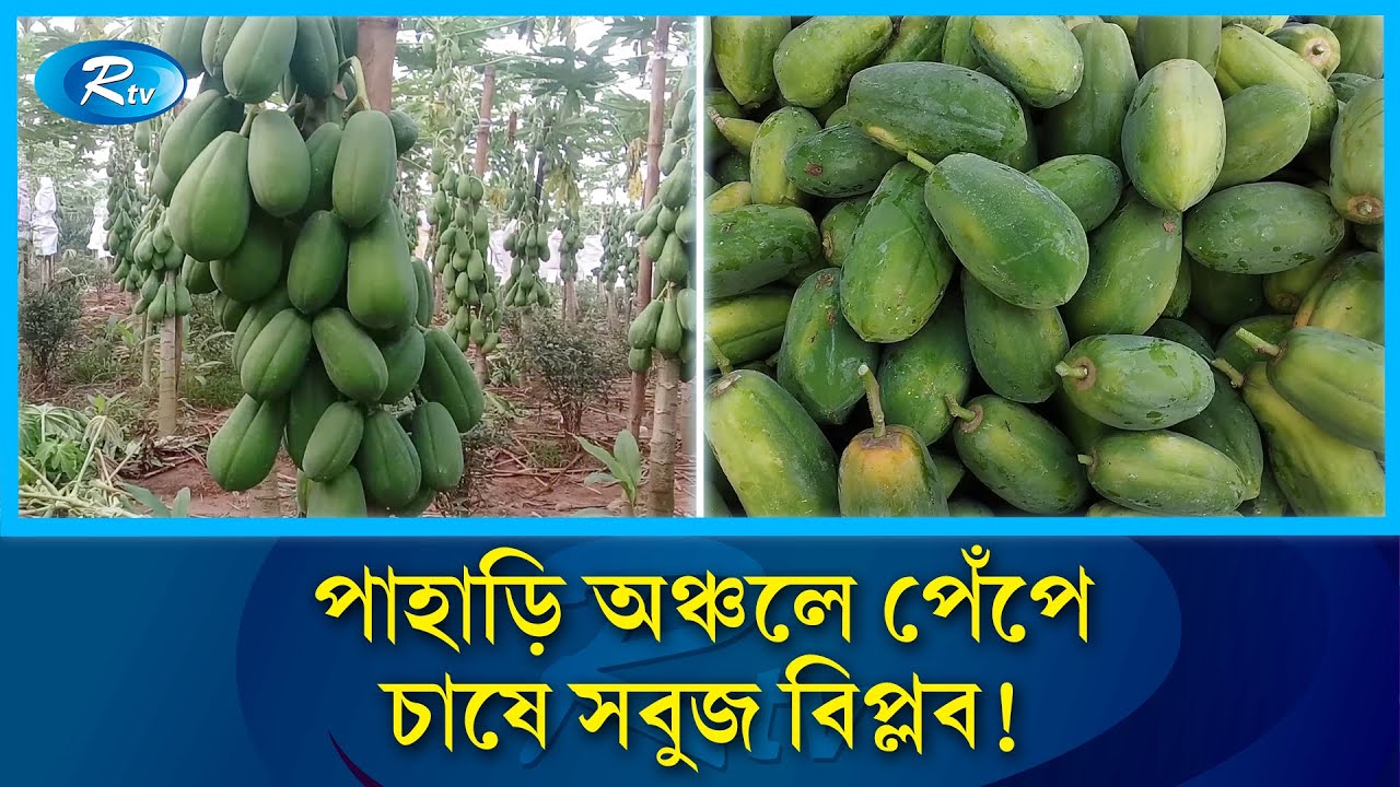 পাহাড়ি অঞ্চলে ৫০ লাখ টাকার টপ লেডি পেঁপে চাষ | Papaya | Rtv News