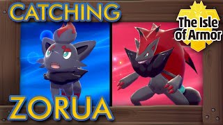 Pokémon Sword & Shield Dlc - How To Catch Zorua & Evolve It Into Zoroark The Isle Of Armor