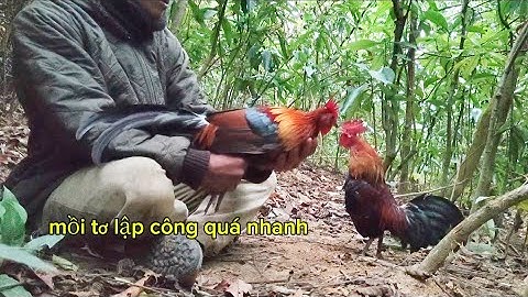 BẪY GÀ RỪNG RẶC MỒI TƠ GỌI BUỔI CỰC NHANH, cuab qaib qus tua ceev tiaj tias