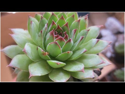 Video Cây sen đá Phật Bà mang lại sự may mắn - youtube