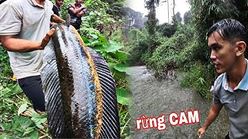 NÓ Đây RỒI !!!! Đặt CHÂN Vào Khu Rừng Thiêng CAM Săn Cá Lóc Mắt Bò Mekong | 72H Ngủ Giữa Rừng