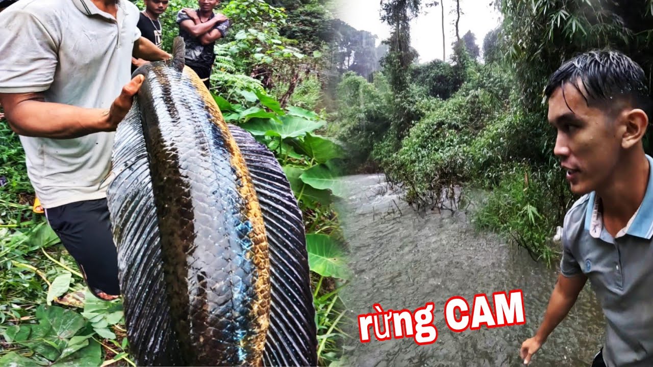 NÓ Đây RỒI !!!! Đặt CHÂN Vào Khu Rừng Thiêng CAM Săn Cá Lóc Mắt Bò Mekong | 72H Ngủ Giữa Rừng