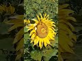Солнечного настроения 🌞
