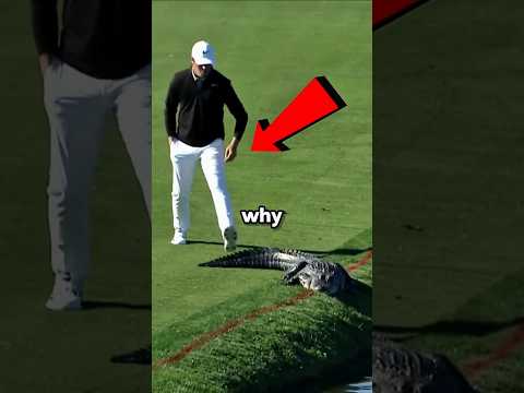 Florida Man Vs Gator... 😲 #shorts