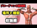 【総論編】ブロードマンの脳地図はリハビリに必須知識！！