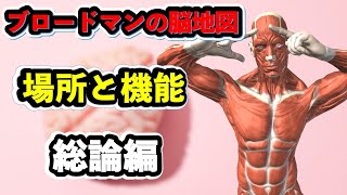 【総論編】ブロードマンの脳地図はリハビリに必須知識！！
