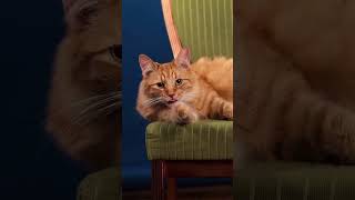 Studio Photoshoot for a CAT!!!! Studio Photoshoot for a CAT!!!!