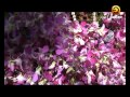 Фестиваль цветов в Тайланде