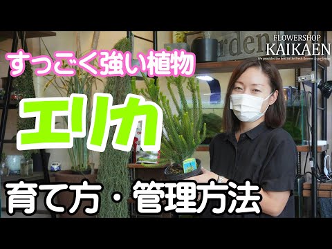 エリカ すっごく強い植物 育て方 管理方法【おうちでガーデニング】開花園チャンネル hqdefault