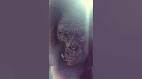 Ape Shit Dahila Baby Party