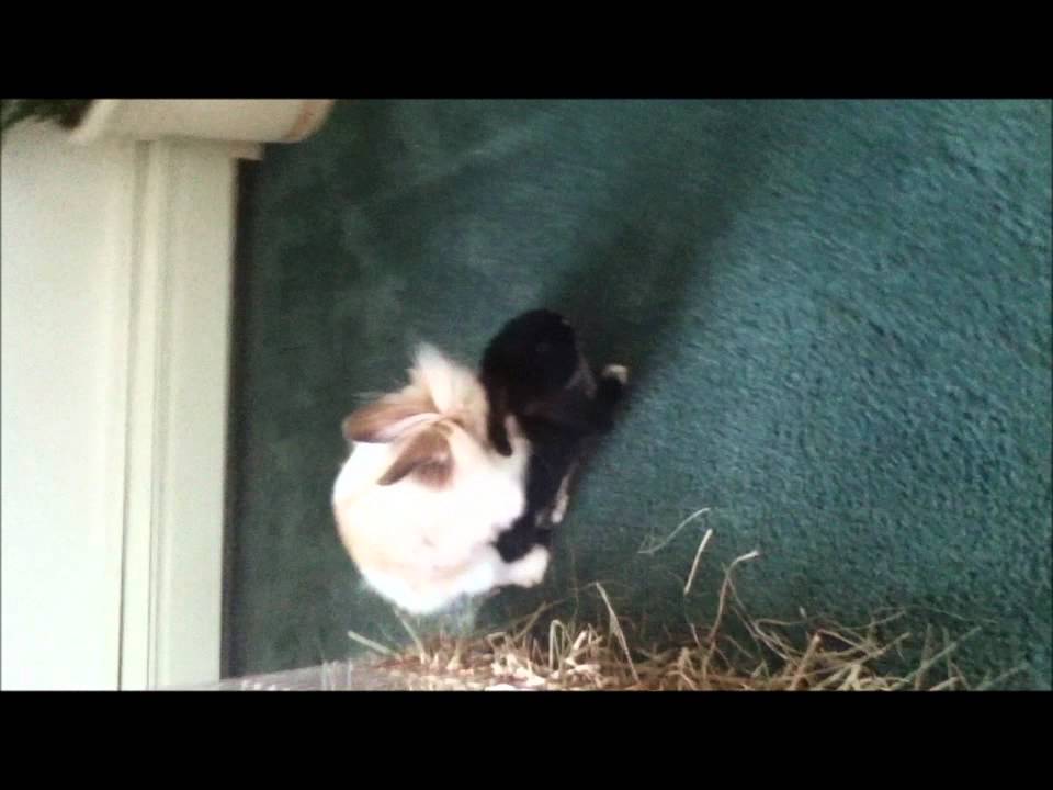 Mating rabbits YouTube