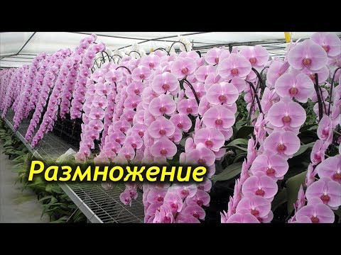 Video: Орхидеяны кантип тандаса болот