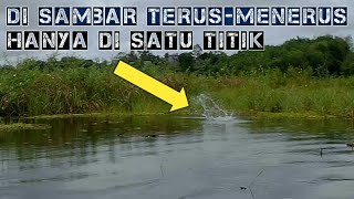 ASLI NEKAT!!! Ikan kepala batu