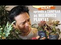 Dicas INFALÍVEIS para não errar na compra de plantas