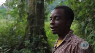 Fighting for their Forests: Illegal Logging in Cameroon
