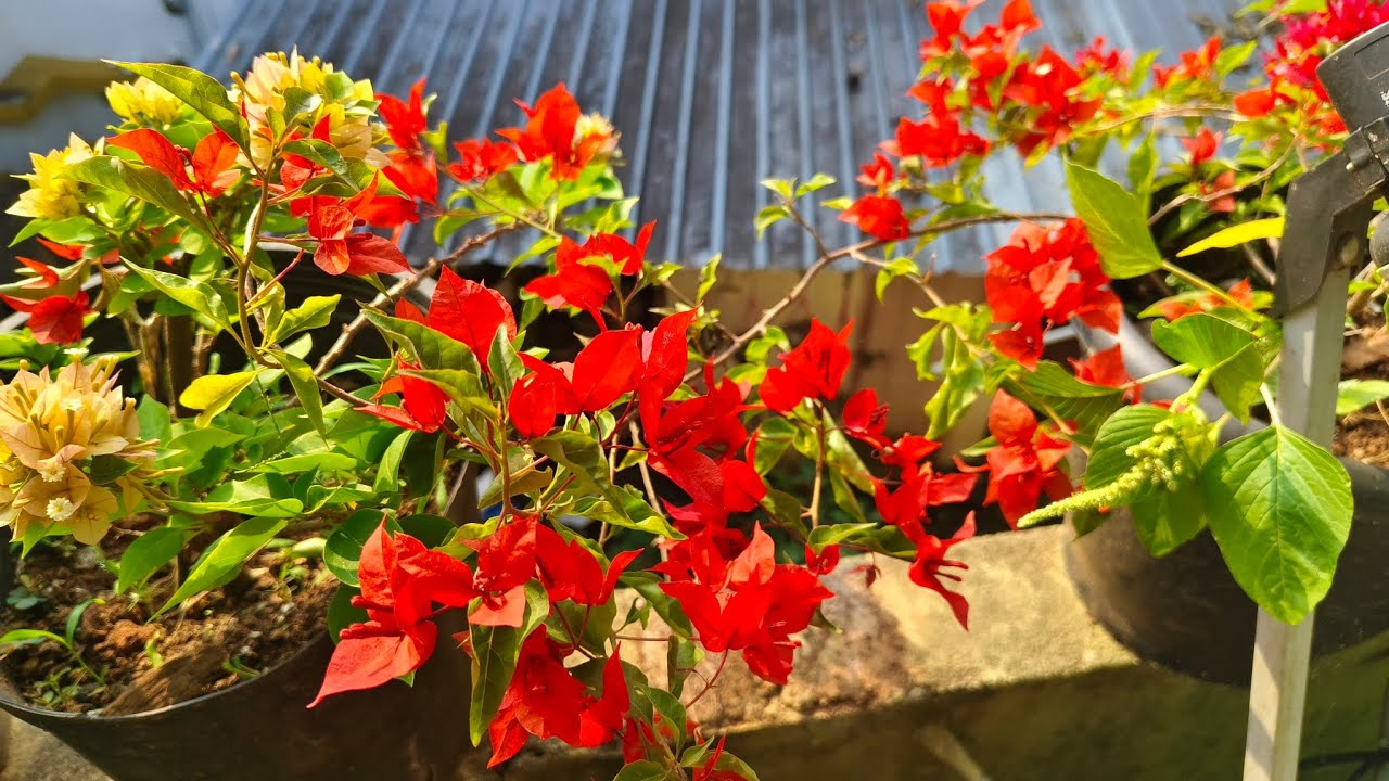 ബോഗൻവിലയുടെ കട്ടിംഗ്സ് ഇങ്ങനെ പിടിപ്പിച്ചാൽ 100% വിജയം🤩👍🏽